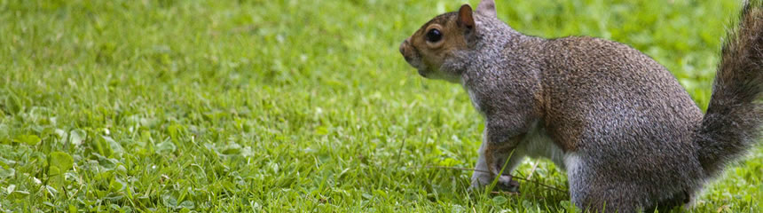 squirrels banner